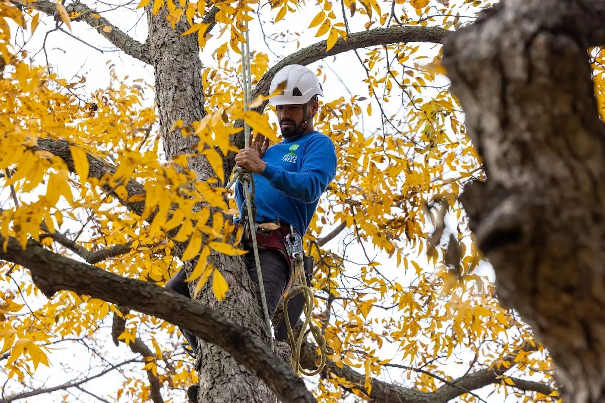 Skilled Tree Planing crew working in Glenmont